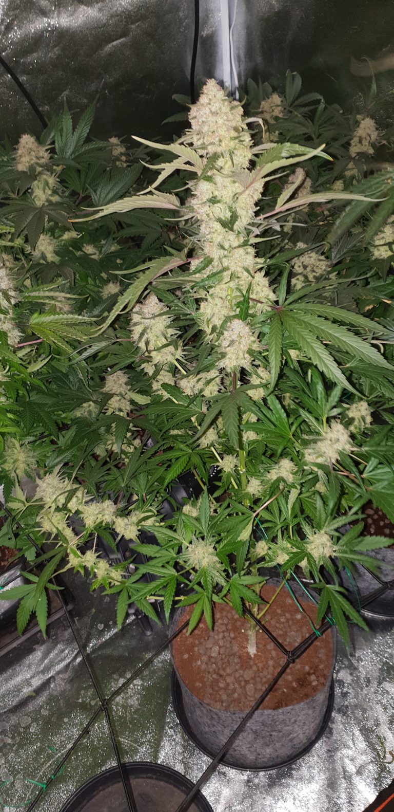 Candy Dawg Feminized Seeds Grown Under LEDs Weedstockers