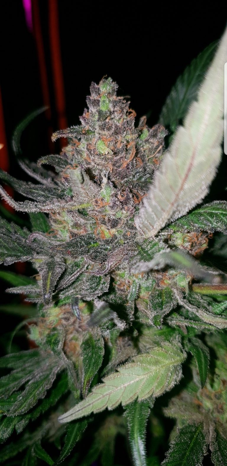 Candy Dawg Feminized Seeds Grown Under LEDs Weedstockers