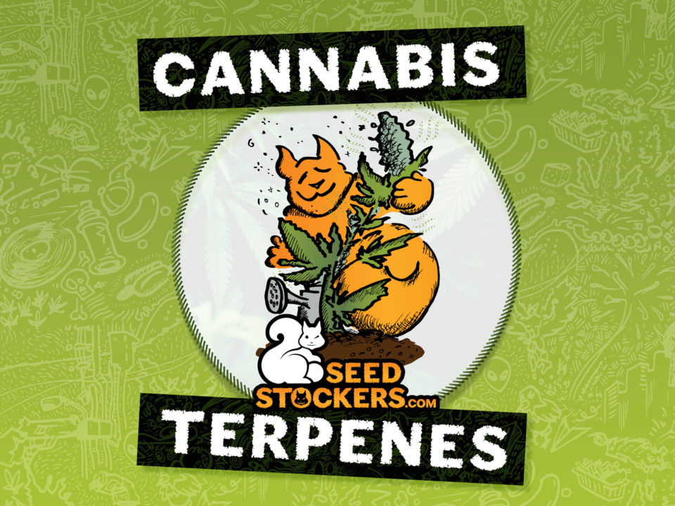 terpenos-cannabis-weedstockers