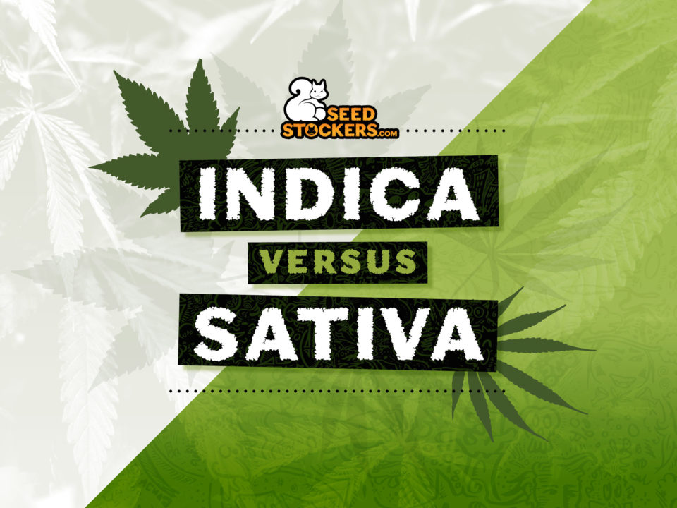 indica versus sativa weedstockers