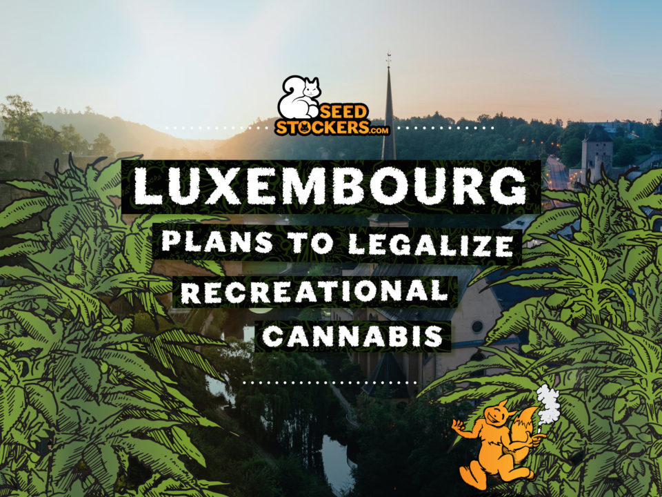 luxemburgo-legalizacion-cannabis