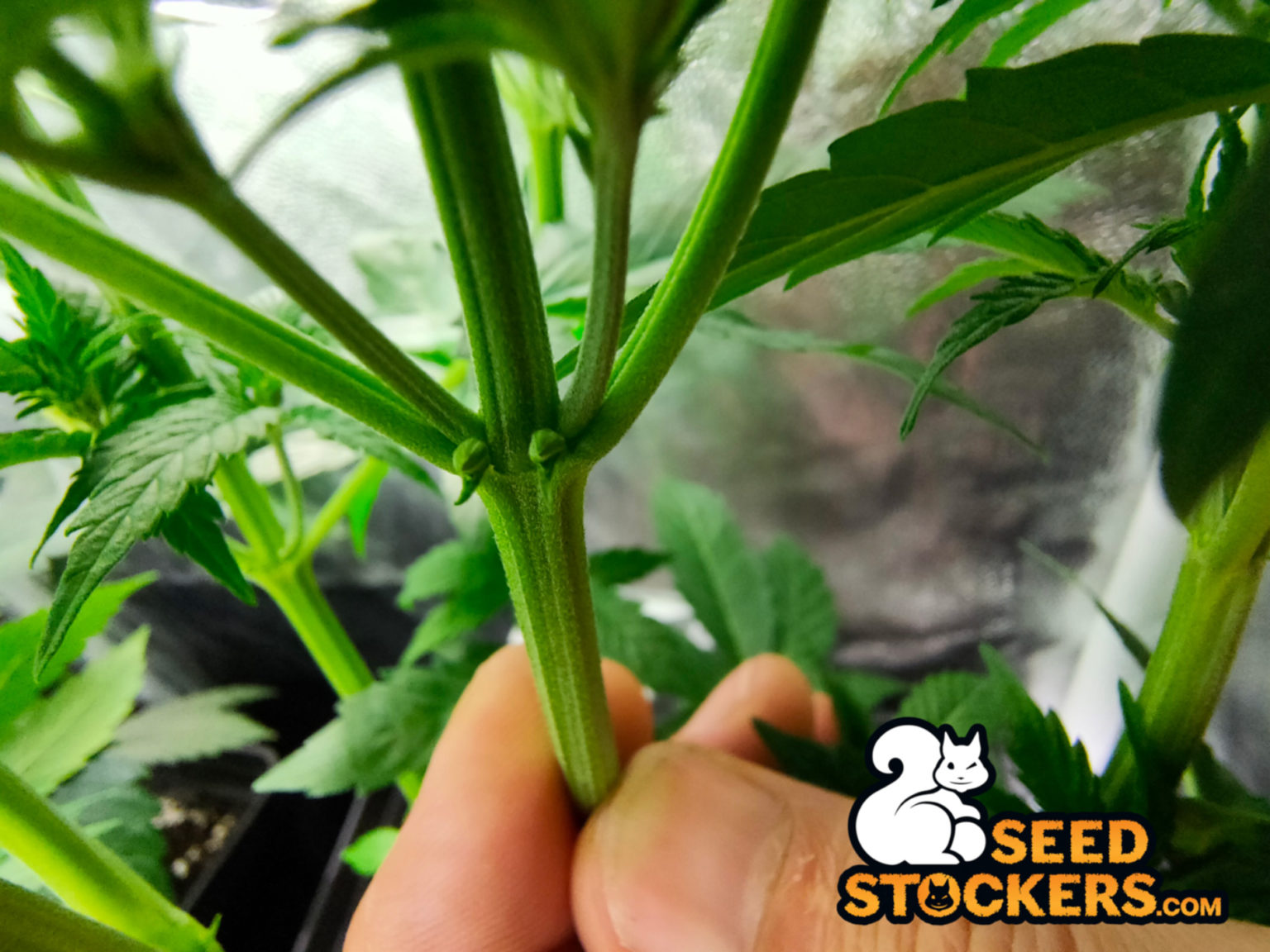 Early signs of hermie plant. Hermaphrodite cannabis