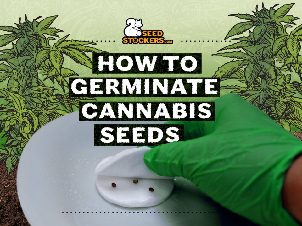 germinar semillas