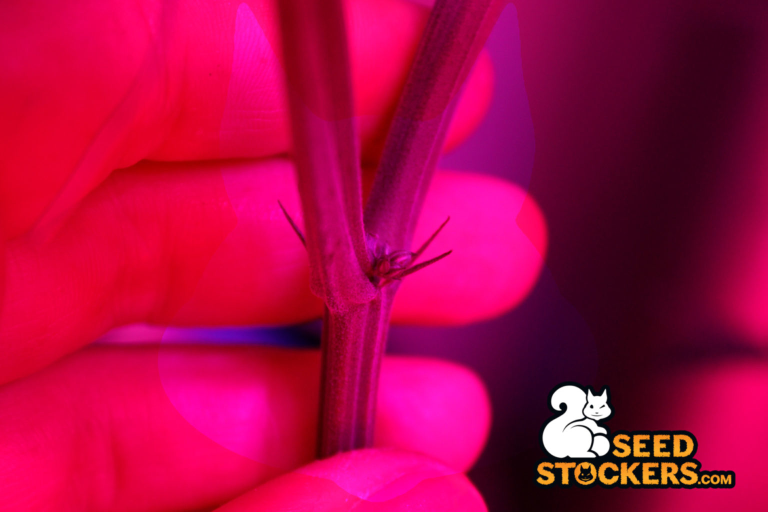 Early signs of hermie plant. Hermaphrodite cannabis