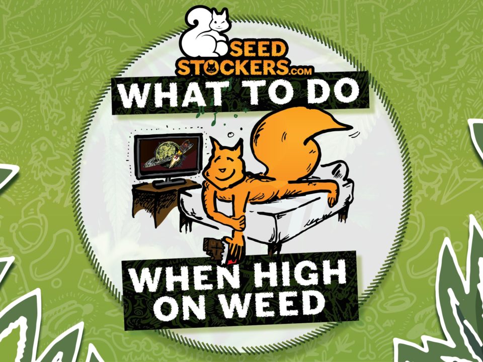 what-to-do-when-high-on-weed