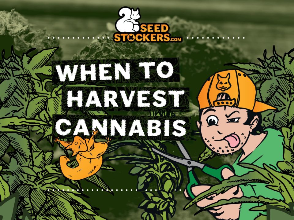 When_to_harvest_cannabis
