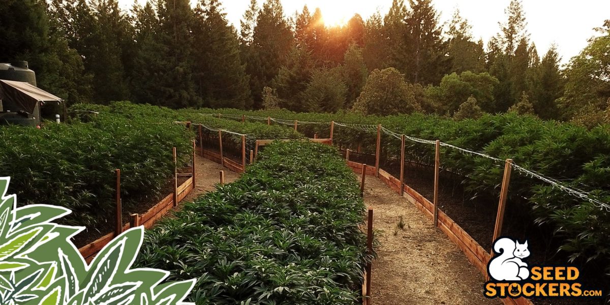 What Does OG And OG Kush Mean Weedstockers