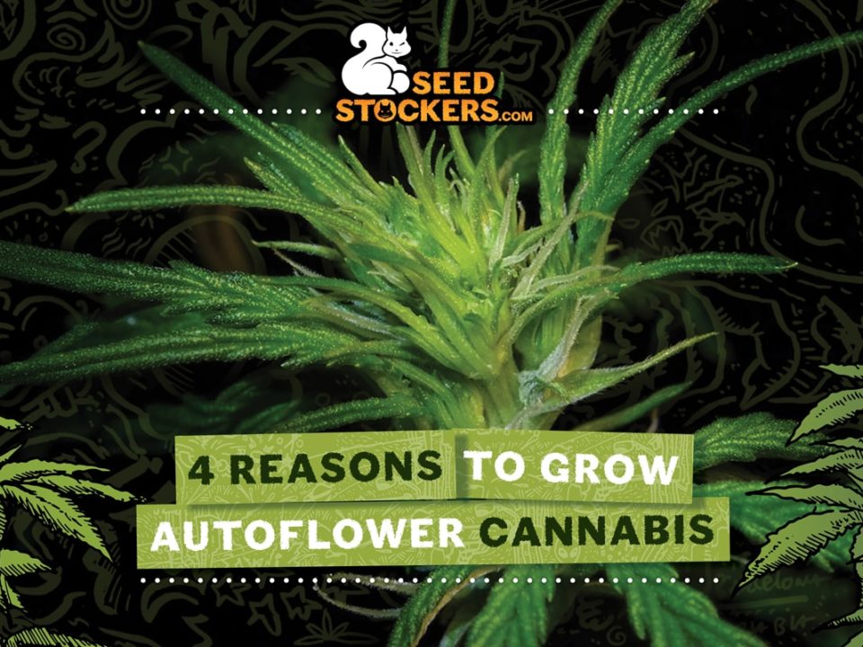 4 motivi per coltivare cannabis autofiorente
