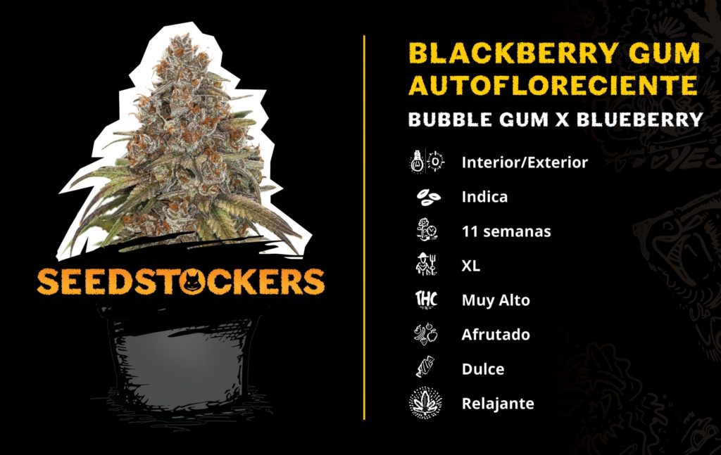 autoflorecientes, Weedstockers