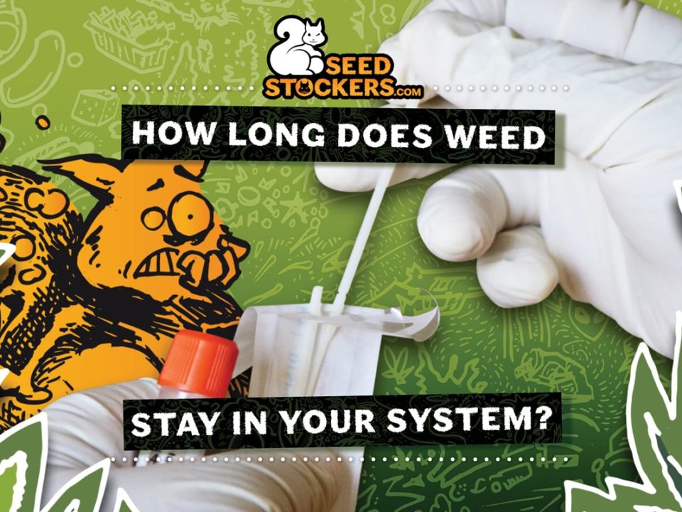 How-long-does-weed-stay-in-your-system