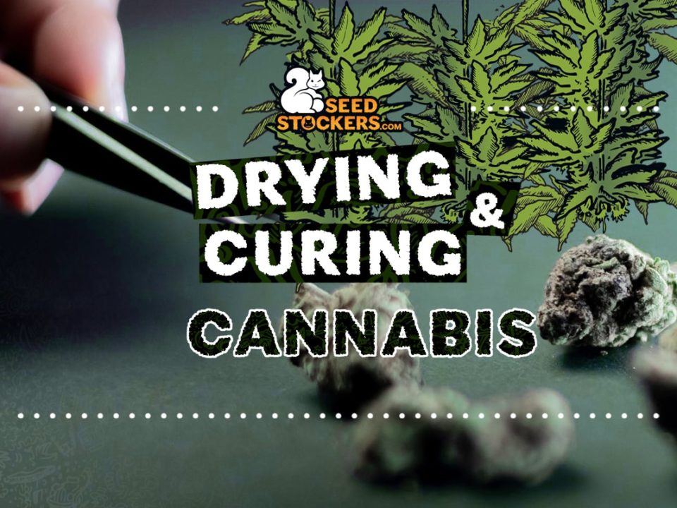 guide-on-drying-curing-cannabis