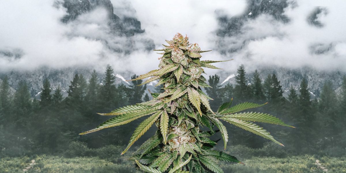 Gorilla Glue Autoflower the best flavor Weedstockers