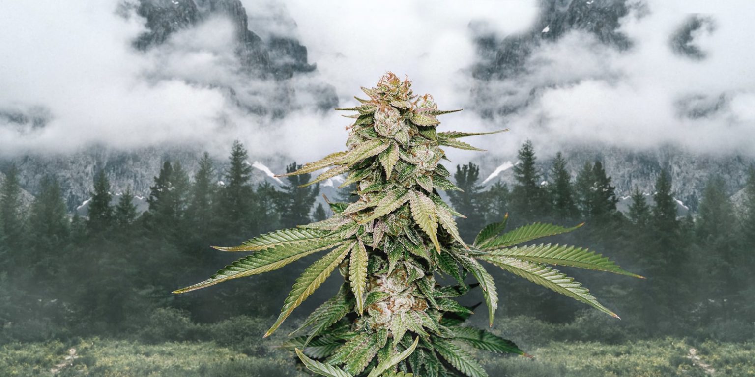 Gorilla Glue Autoflower the best flavor Weedstockers