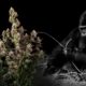 gorilla glue, Weedstockers