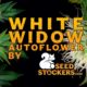 white widow autoflower, Weedstockers
