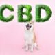 CBD for pets, Weedstockers