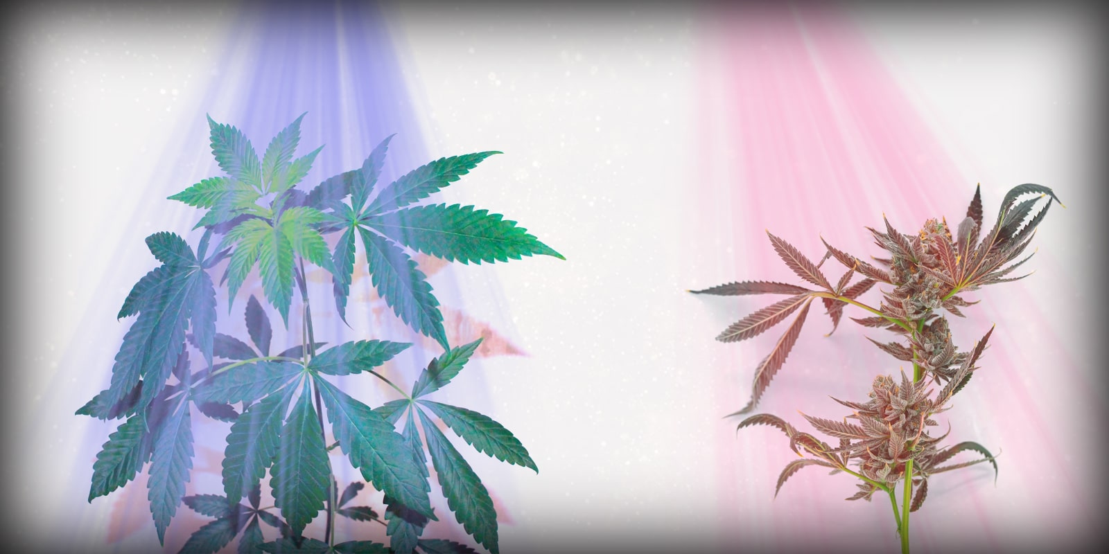 Best Lights for Growing Weed for Max Harvest