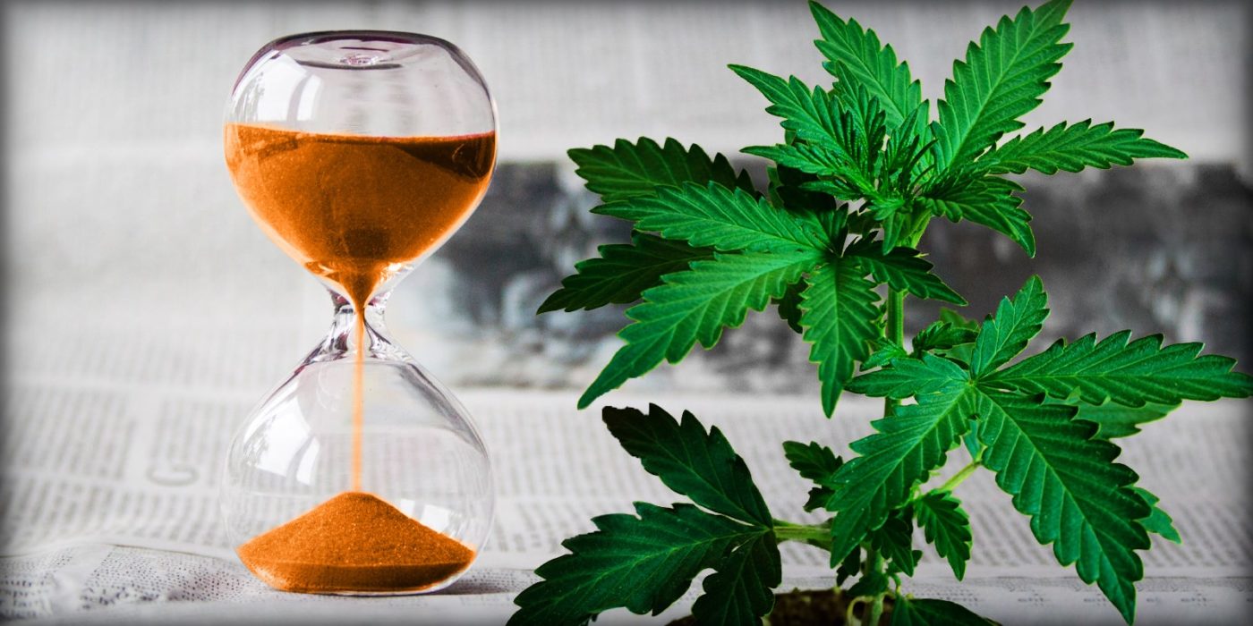 6 very fast growing strains for impatient growers