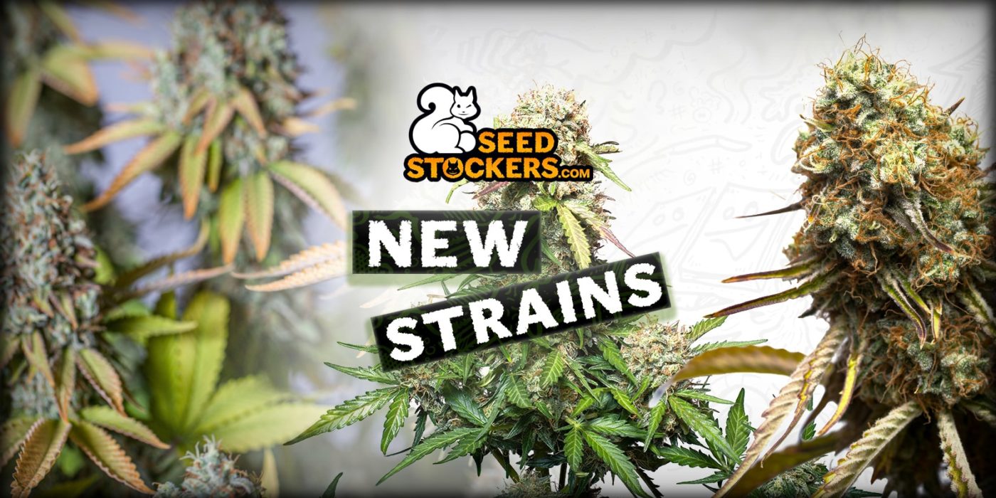 seedstockers new cannabis strains