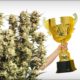 grow cannabis faster, Weedstockers