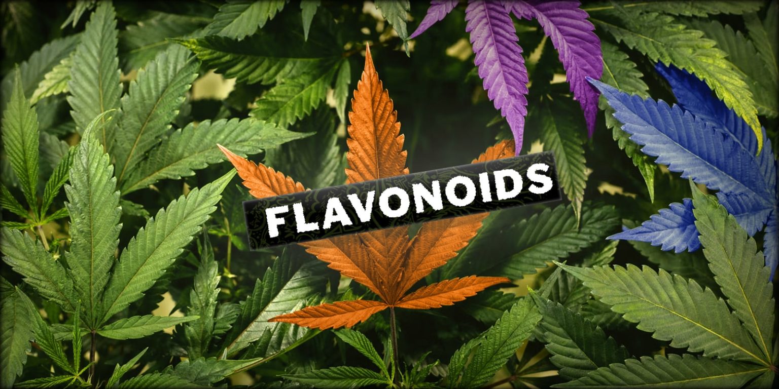 A comprehensive guide on Cannabis Flavonoids Weedstockers