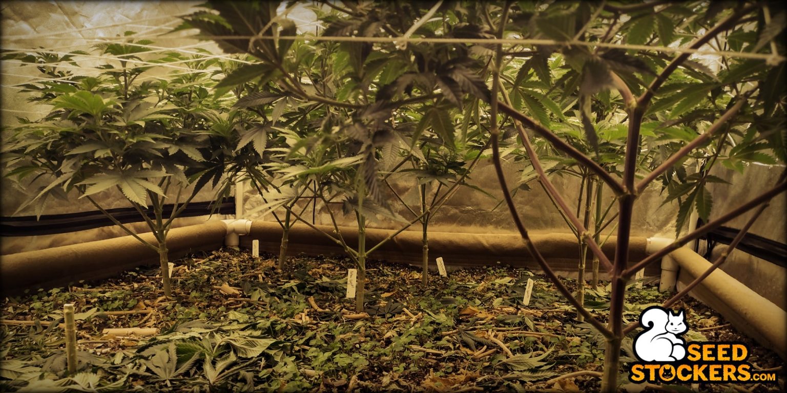 Sea of Green. The Essential Guide to Sea of Green (SOG) grow method