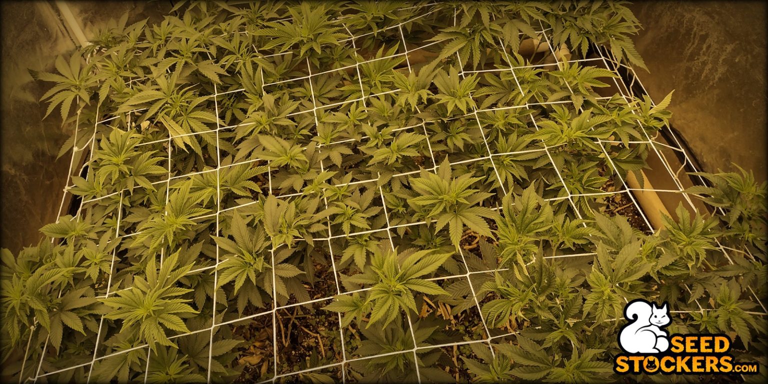 Sea of Green Method Essential Guide to SOG grow method