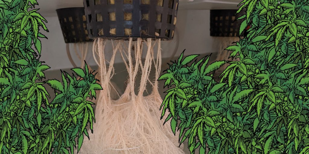 cannabis roots, Weedstockers