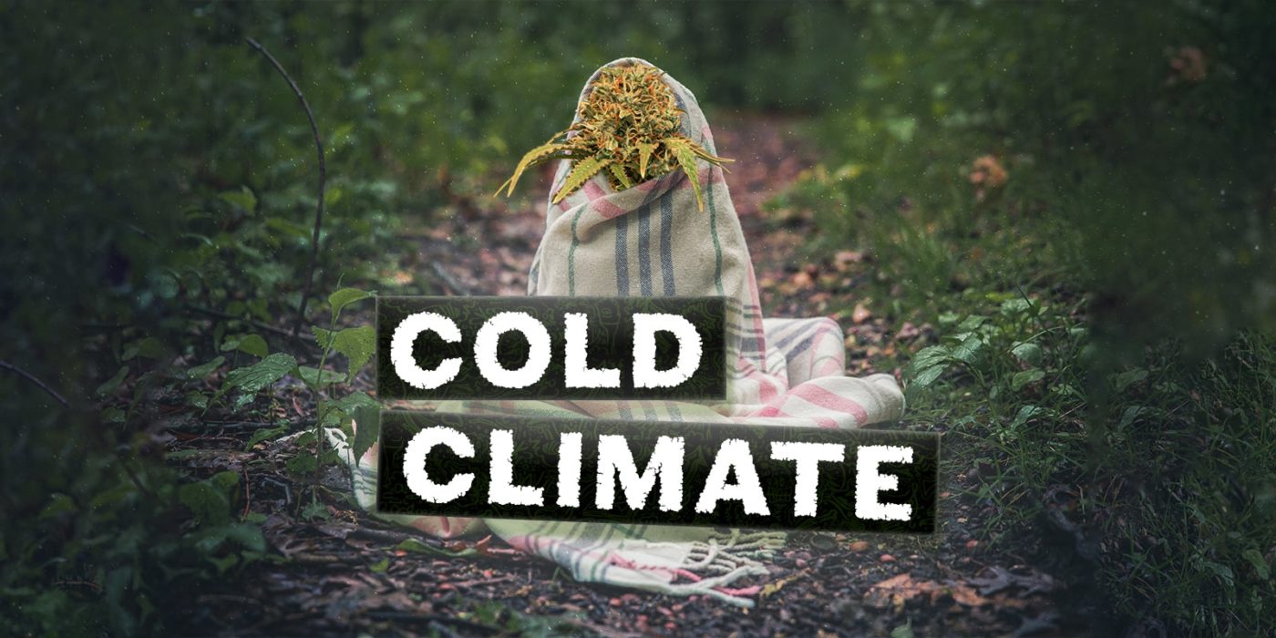cold climates, Weedstockers