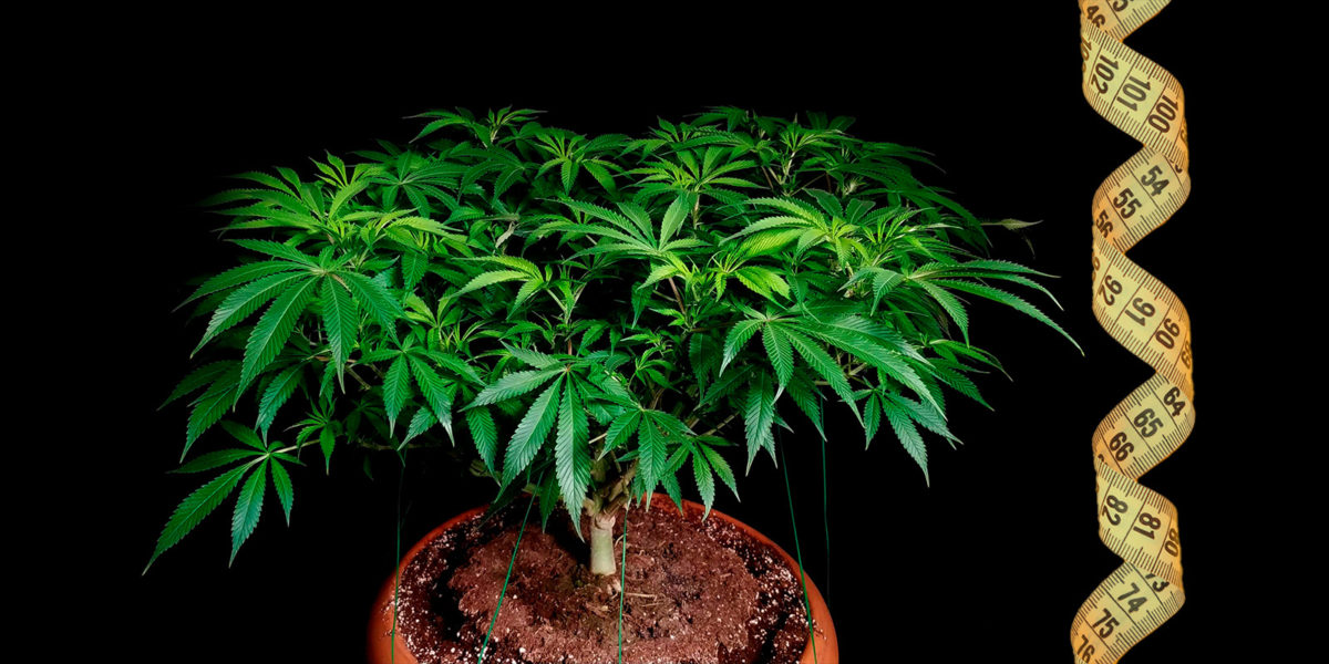 A guide to Low Stress Training (LST) on cannabis to maximize yields, Weedstockers