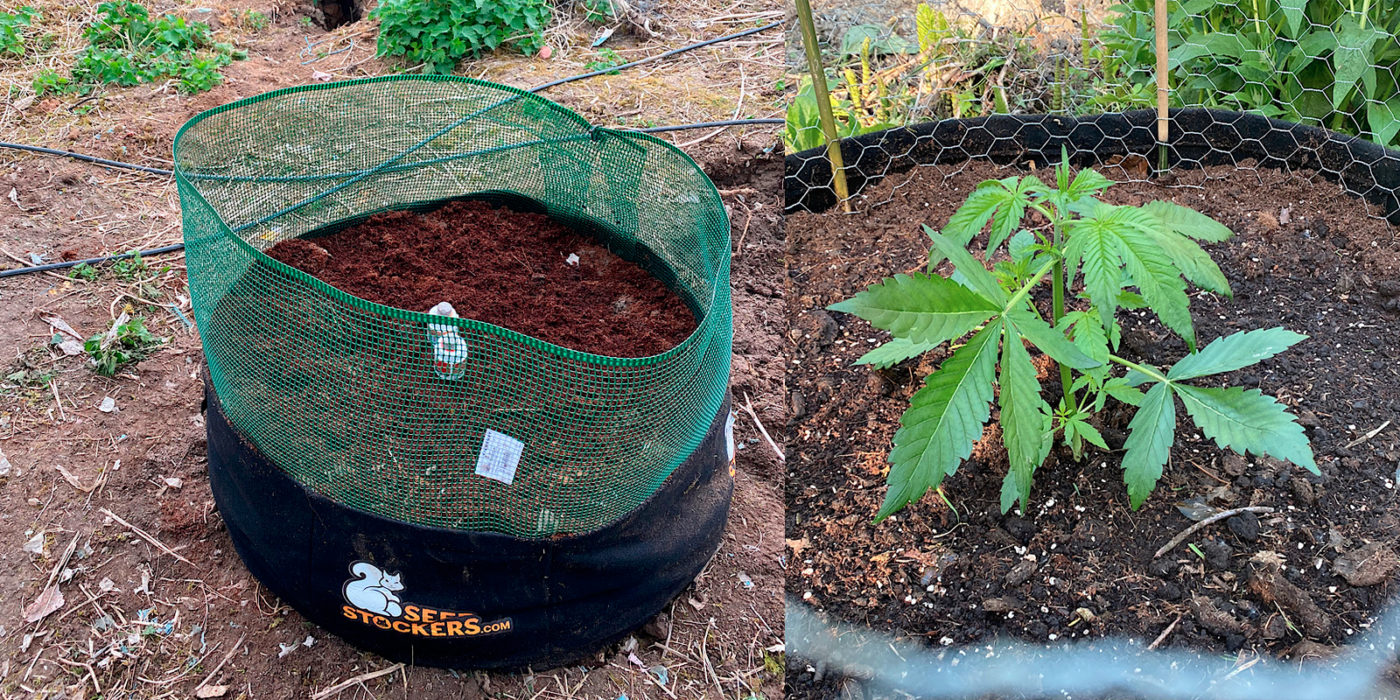 How to protect outdoor cannabis plants from animals