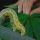 Pests in marijuana: how to detect them and fight them, Weedstockers